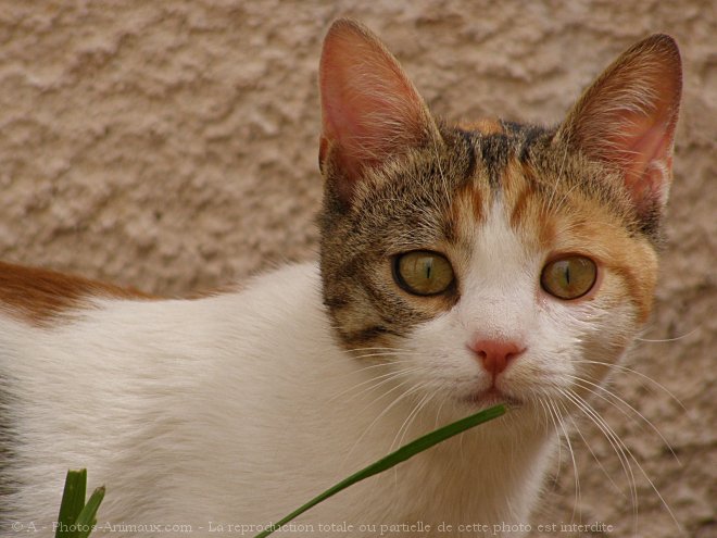 Photo de Chat domestique