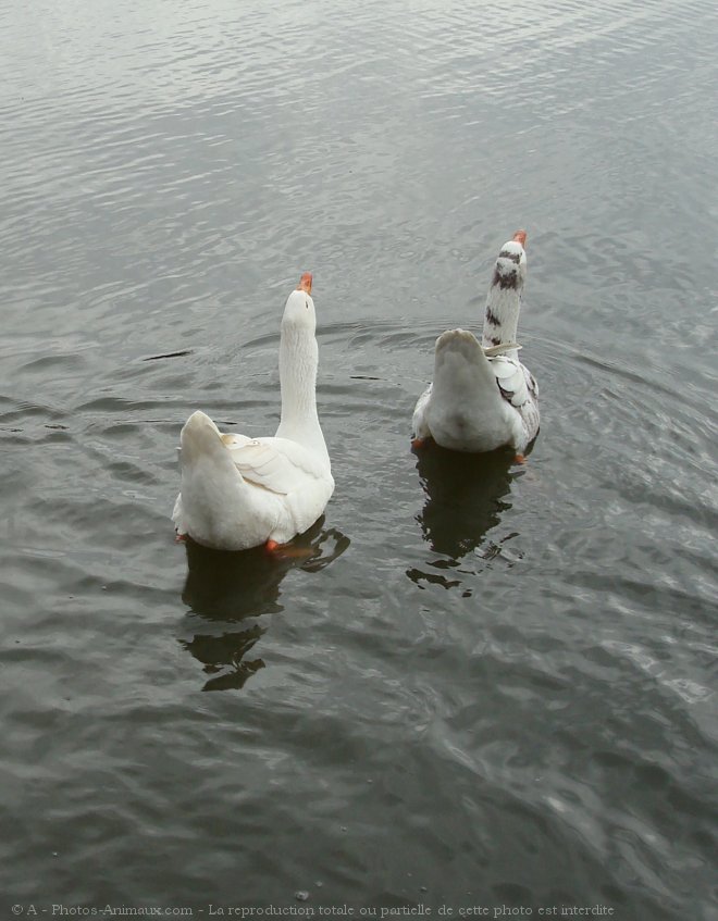 Photo de Cygne