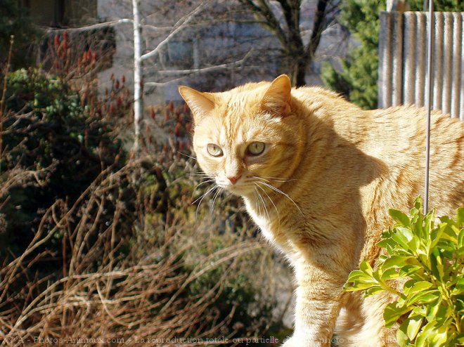 Photo de Chat domestique