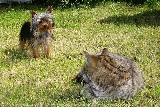 Photo de Races diffrentes