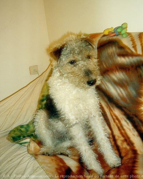 Photo de Fox terrier  poil dur