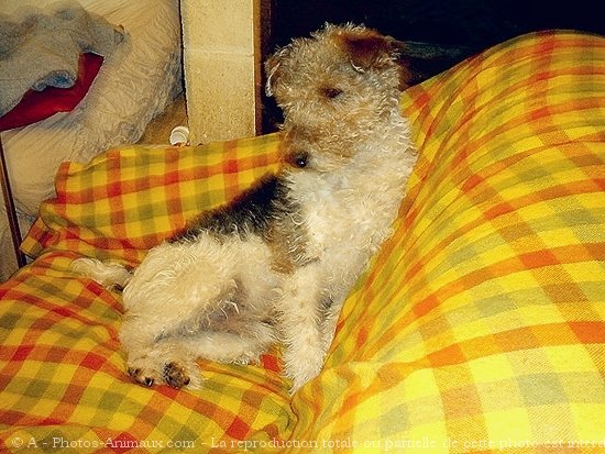 Photo de Fox terrier  poil dur