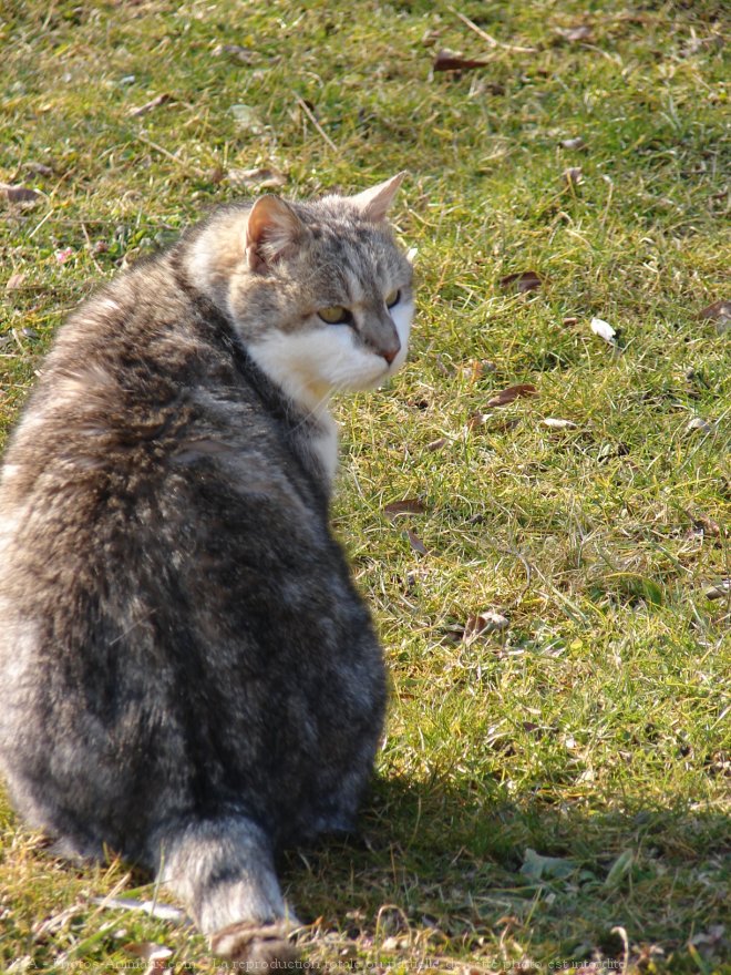 Photo de Chat domestique