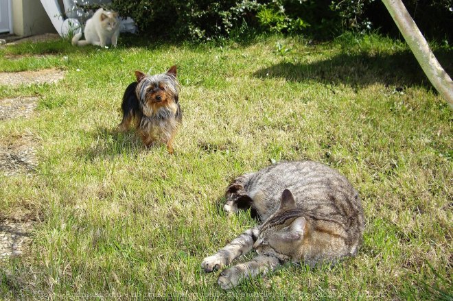 Photo de Races diffrentes