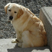 Photo de Golden retriever