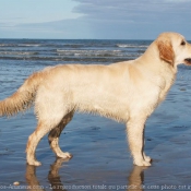 Photo de Golden retriever