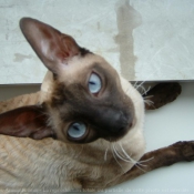 Photo de Cornish rex