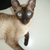 Photo de Cornish rex