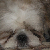 Photo de Shih tzu