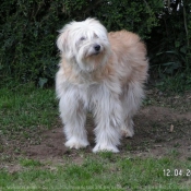 Photo de Chien de berger des pyrenes  poil long