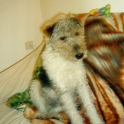 Photo de Fox terrier  poil dur