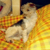 Photo de Fox terrier  poil dur