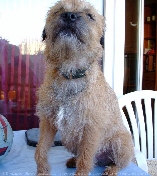 Photo de Border terrier