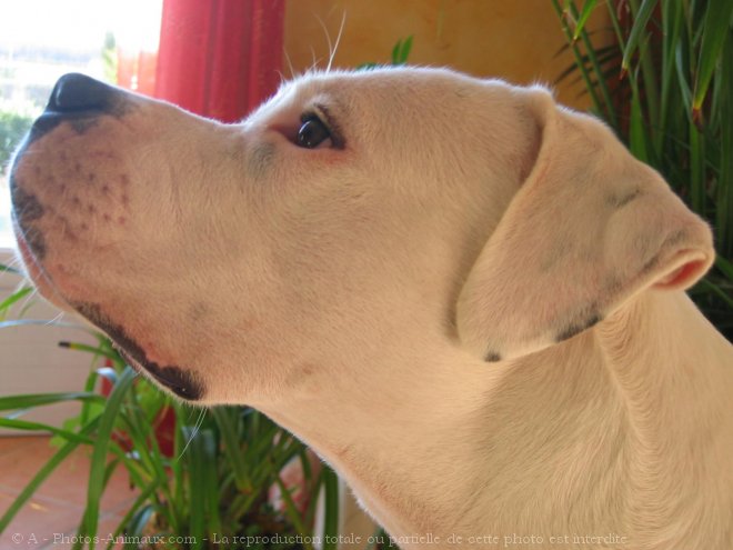 Photo de Dogue argentin