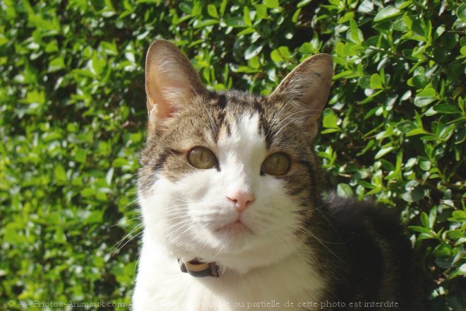 Photo de Chat domestique