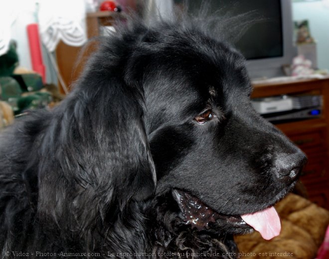 Photo de Chien de terre-neuve