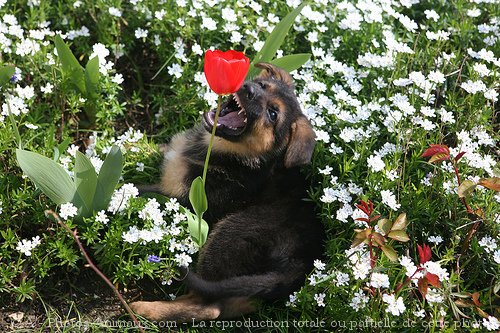 Photo de Berger allemand  poil court