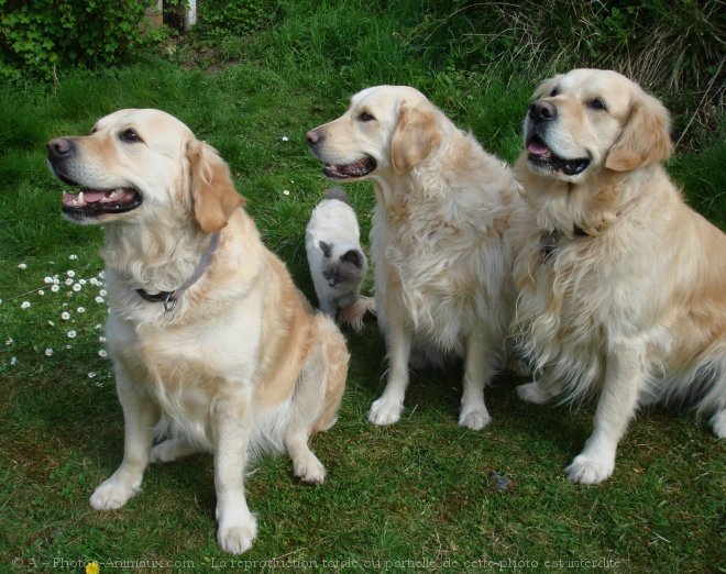 Photo de Races diffrentes