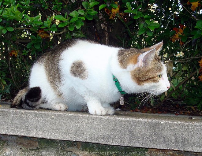 Photo de Chat domestique