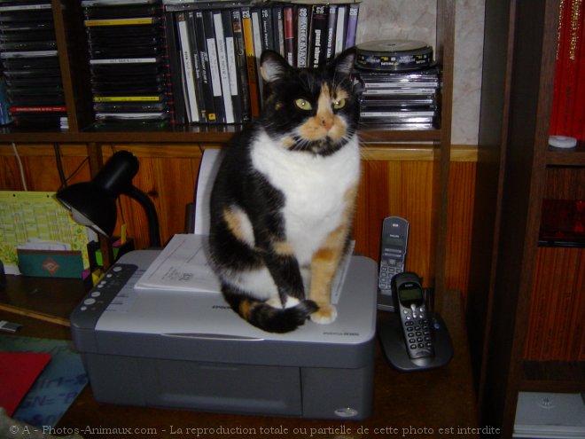 Photo de Chat domestique