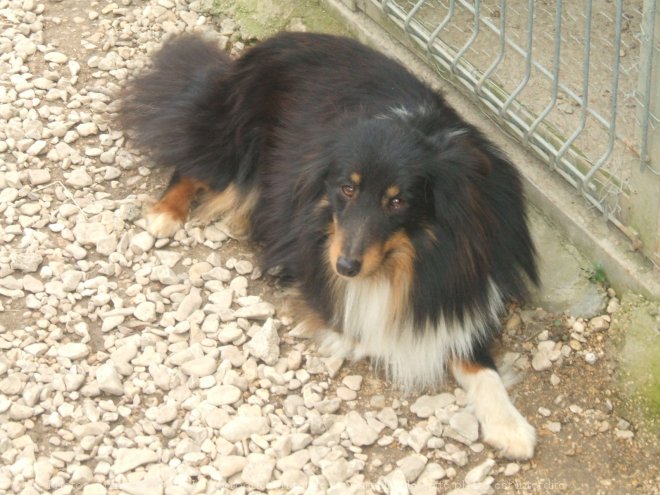 Photo de Chien de berger des shetland