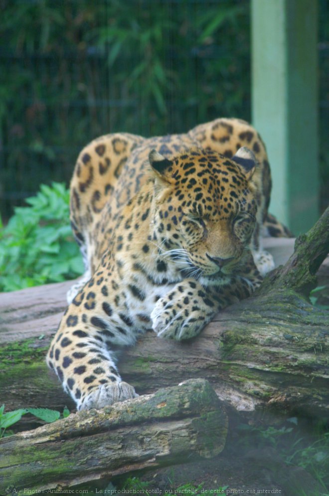 Photo de Jaguar