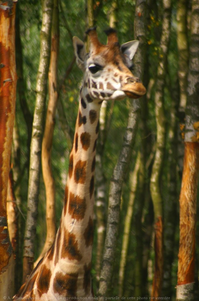 Photo de Girafe