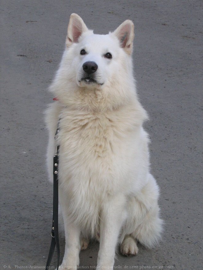 Photo de Berger blanc suisse