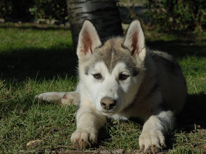 Photo de Husky siberien