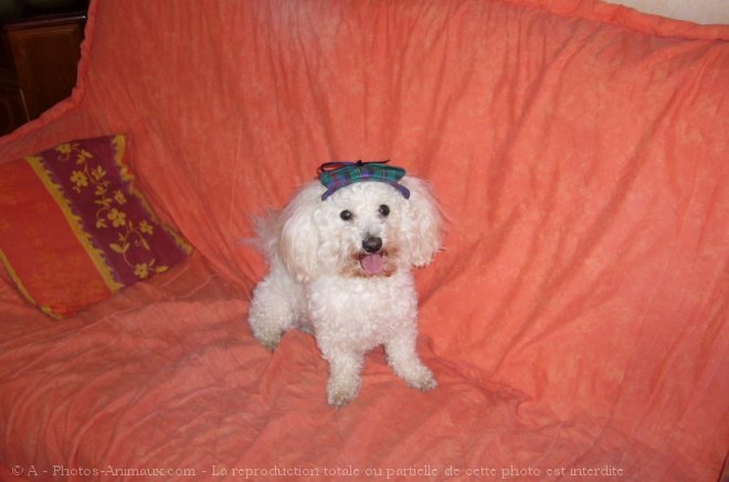 Photo de Bichon  poil fris