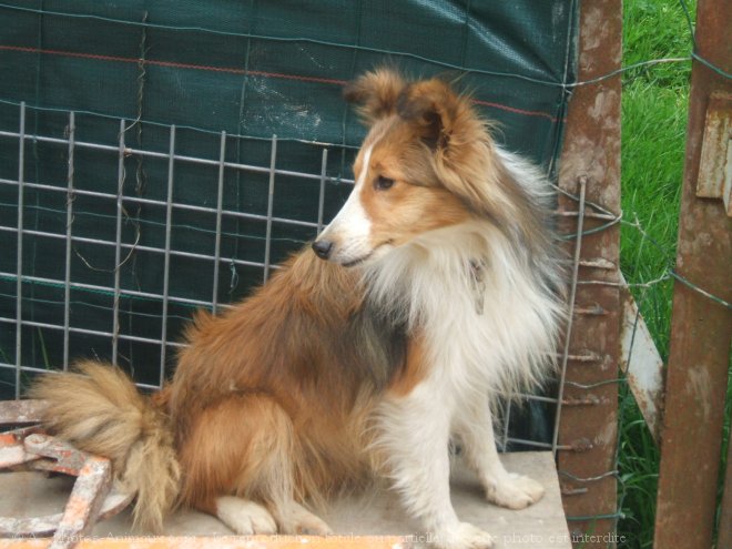 Photo de Chien de berger des shetland