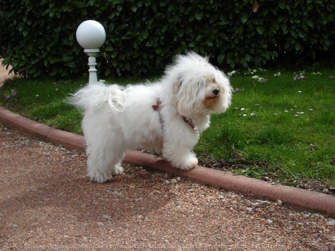 Photo de Coton de tulear