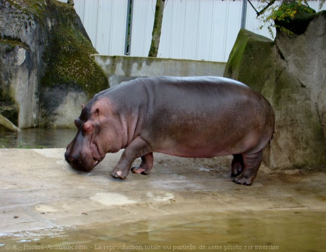 Photo de Hippopotame