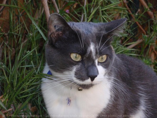 Photo de Chat domestique