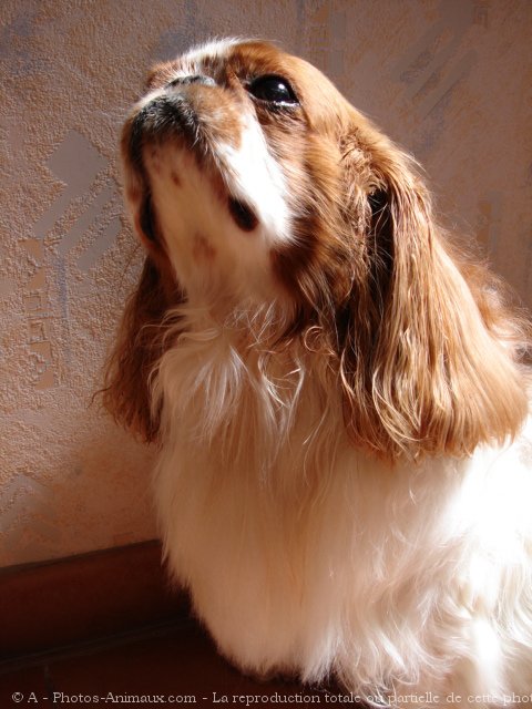 Photo de King charles spaniel