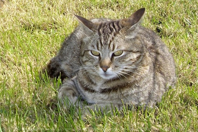 Photo de Chat domestique