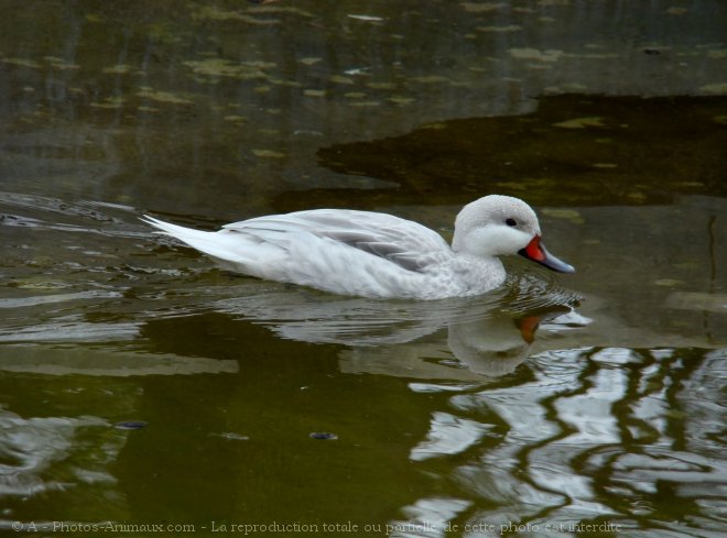 Photo de Canard