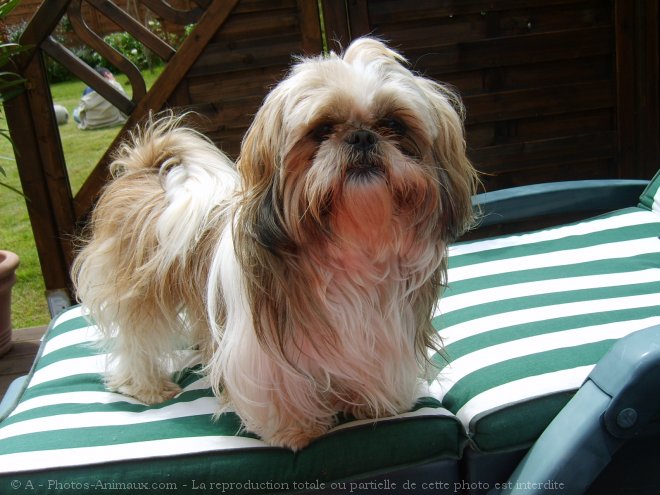 Photo de Shih tzu