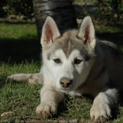 Photo de Husky siberien