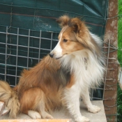 Photo de Chien de berger des shetland