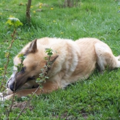 Photo de Berger belge malinois