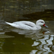 Photo de Canard