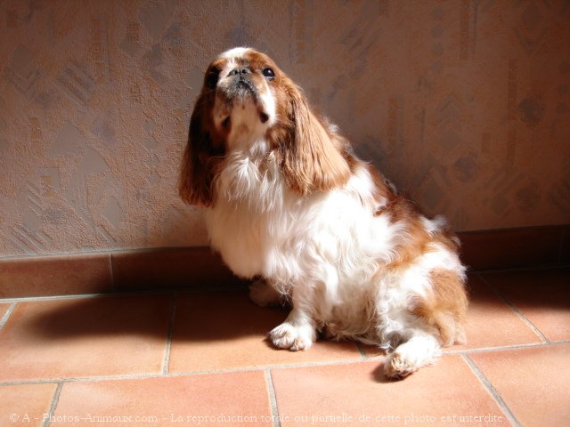 Photo de King charles spaniel