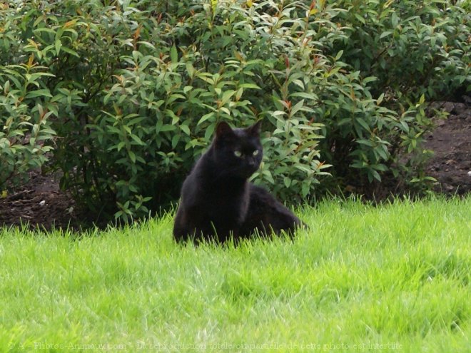 Photo de Chat domestique