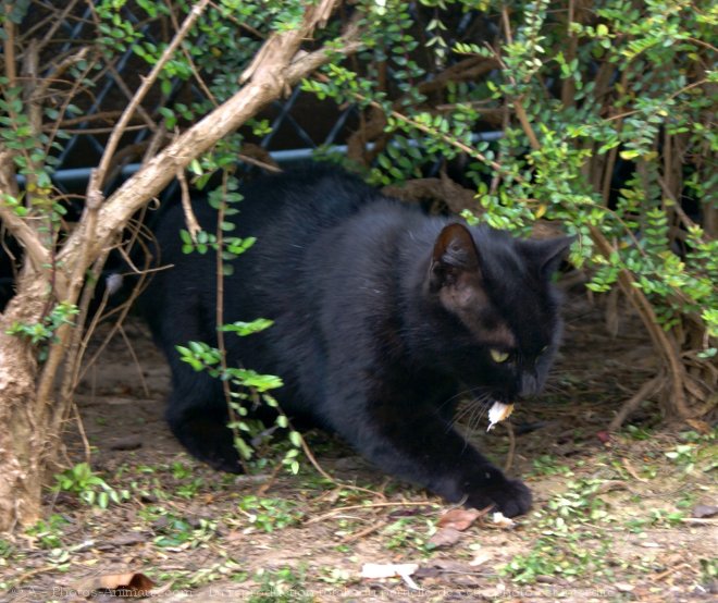 Photo de Chat domestique