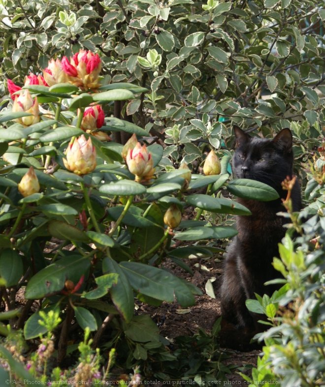 Photo de Chat domestique