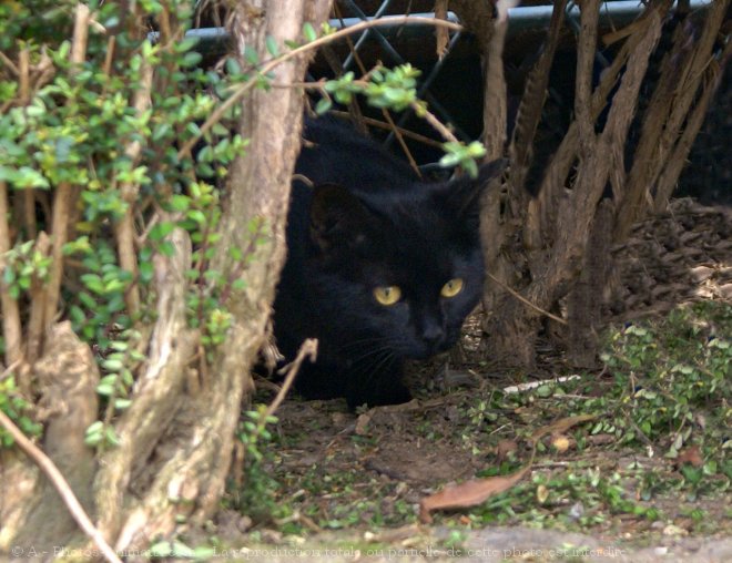 Photo de Chat domestique