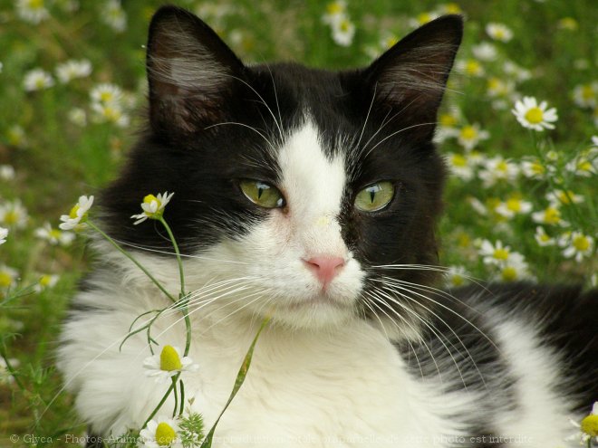 Photo de Chat domestique