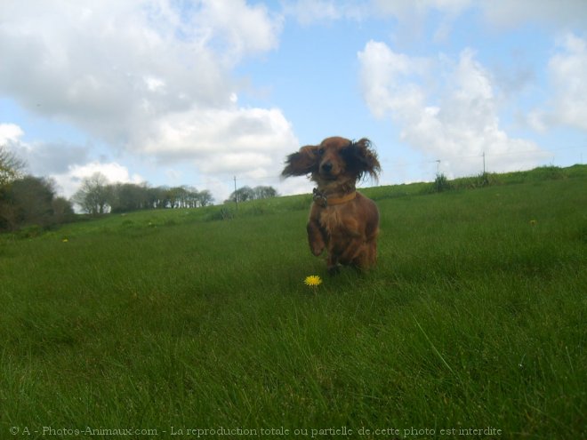 Photo de Teckel poil long