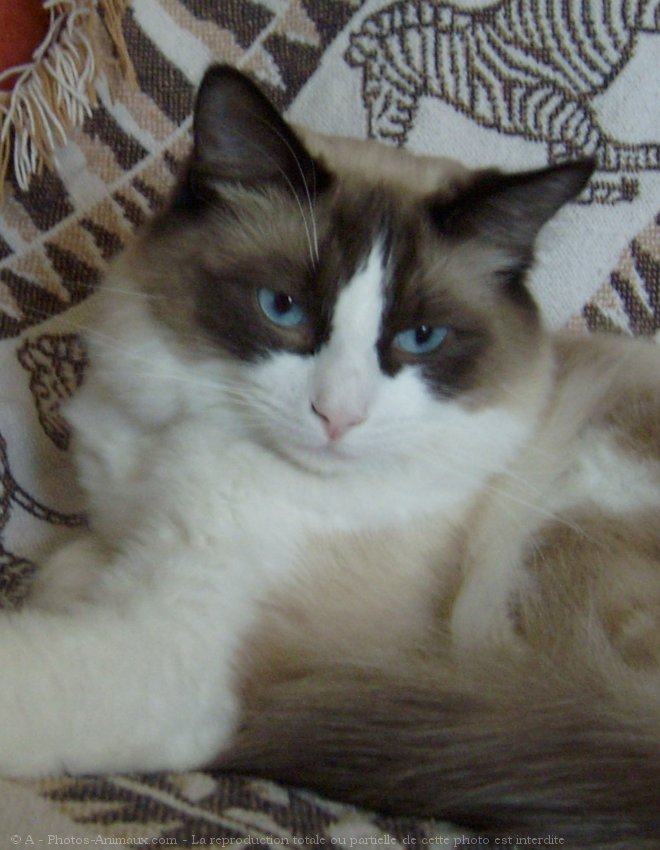 Photo de Ragdoll